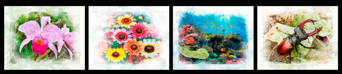 Vida & Color 2.0